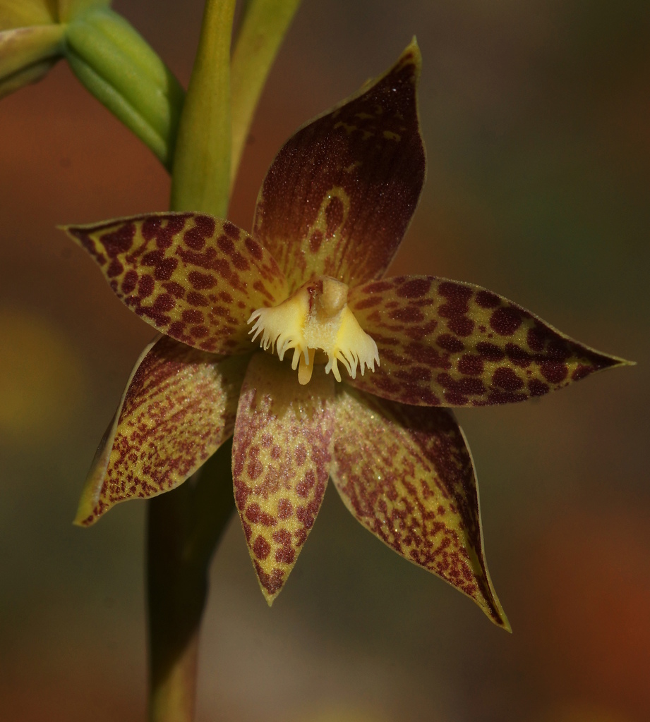 blotched sun-orchid