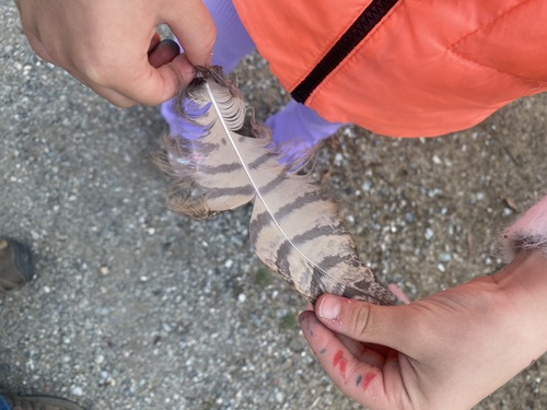 View observation of {o.common_name} on iNaturalist