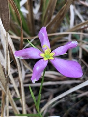 Sabatia stellaris