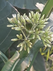 Critonia quadrangularis