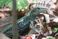 Pholidoscelis fuscatus
