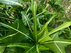 Codiaeum variegatum