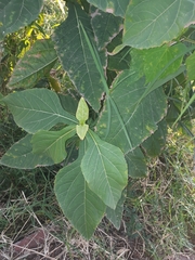 Critonia quadrangularis