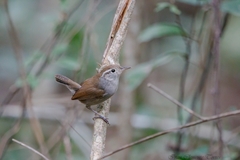 Uropsila leucogastra