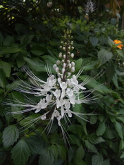 Orthosiphon aristatus