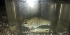 Floridichthys carpio