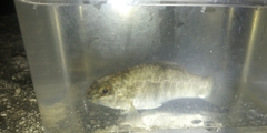 Floridichthys carpio