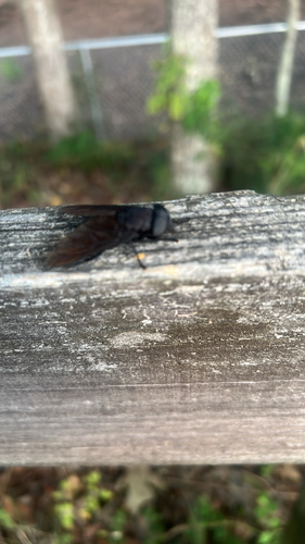 Unknown species found near Venus Dr, Mandeville, LA, US