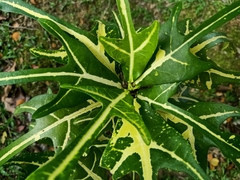 Codiaeum variegatum
