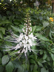 Orthosiphon aristatus