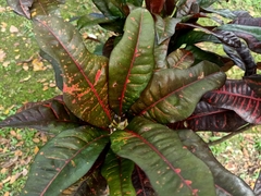 Codiaeum variegatum