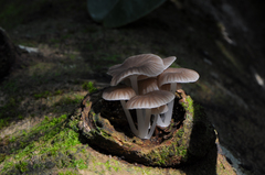 Roridomyces austrororidus