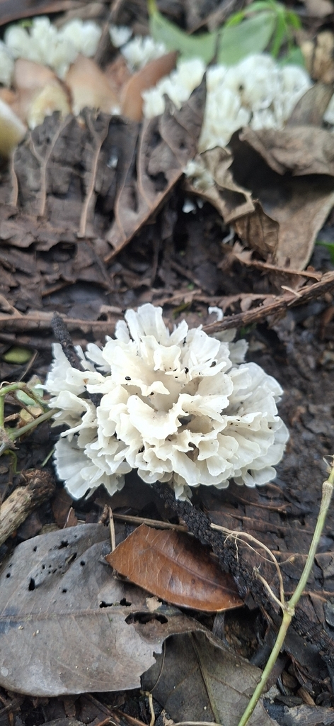 Irpex rosettiformis · October 2025 · photo: © anpatty (iNaturalist, cc-by-sa)