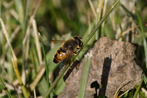 Unknown species found near Carbon County, PA, USA