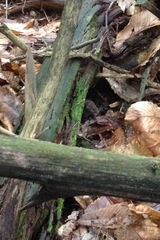 Clethrionomys glareolus