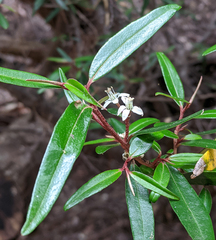 Nematolepis squamea squamea