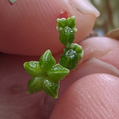 Nematolepis squamea squamea