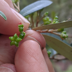 Nematolepis squamea squamea