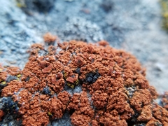 Pachypeltis cladodes