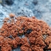 Pachypeltis - Photo (c) Tobi (he/him), some rights reserved (CC BY), uploaded by Tobi (he/him)