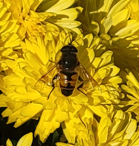 Unknown species found near Concord, NC, USA