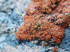 Pachypeltis cladodes