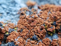 Pachypeltis cladodes