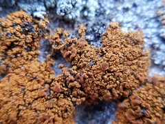 Pachypeltis cladodes