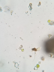 Pachypeltis cladodes