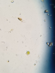 Pachypeltis cladodes