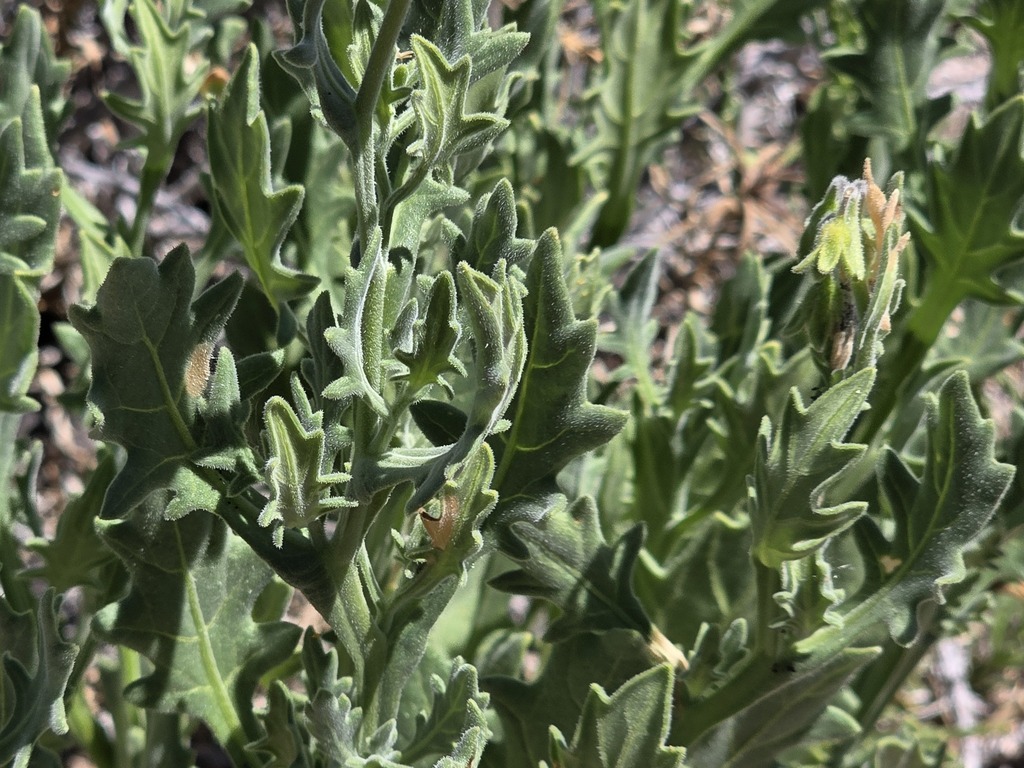 Solanum herba-bona