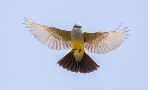 Western Kingbird, Ardmore, OK 73401, USA, photo 8 of 10
