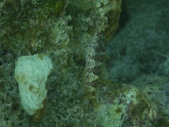 Malacoctenus triangulatus