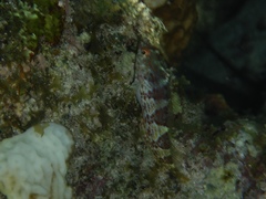 Malacoctenus triangulatus