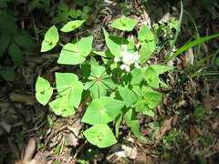 Euphorbia sieboldiana