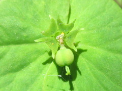 Euphorbia sieboldiana