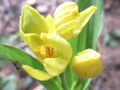 Cephalanthera falcata