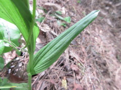 Cephalanthera falcata
