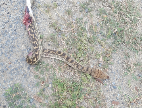 Australian Scrub Python sighting