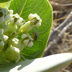 Phthiriinae