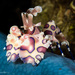 Harlequin Shrimp - Photo (c) Christian Gloor, some rights reserved (CC BY)
