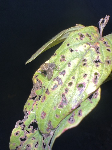 Unknown species found near University of Delaware, Newark, DE, US