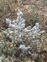 Dissocarpus paradoxus