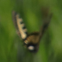 Papilio zelicaon