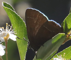 Callophrys johnsoni