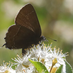 Callophrys johnsoni