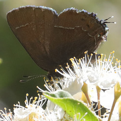 Callophrys johnsoni