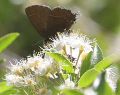 Callophrys johnsoni
