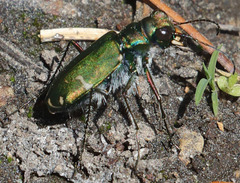 Cicindela tranquebarica sierra