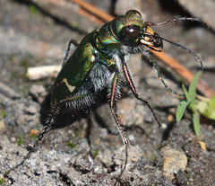 Cicindela tranquebarica sierra